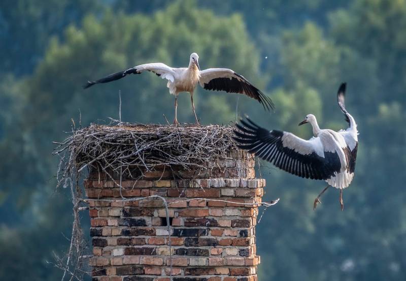 Professional Chimney Animal Removal Services in Bedford, Texas