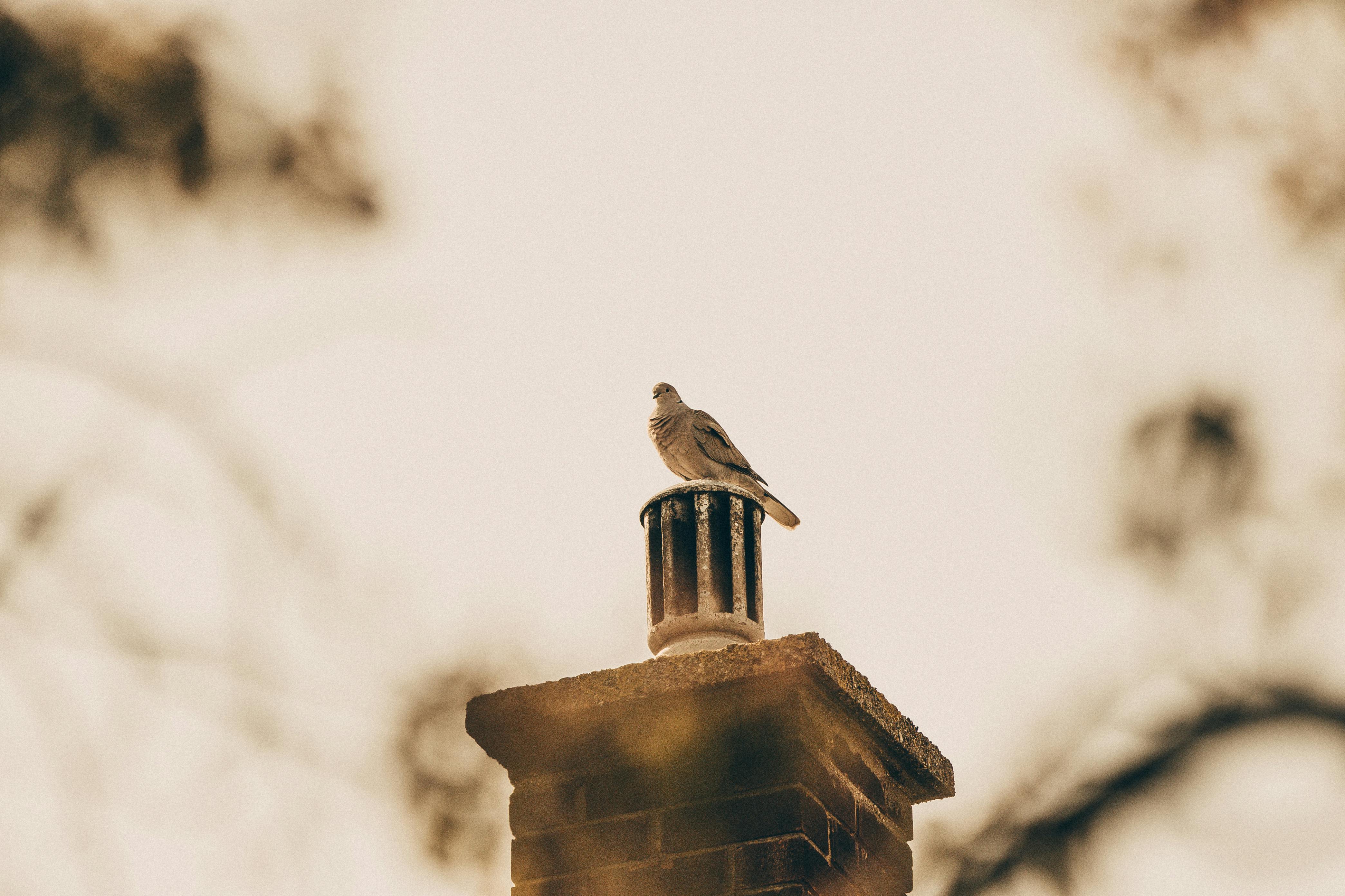 Expert Chimney Cap Installation in Bedford, Texas
